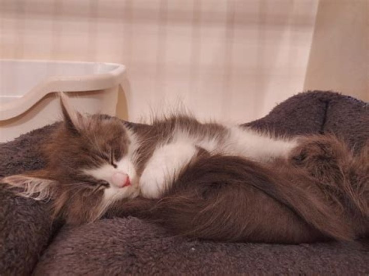 dogdog Статистика видео