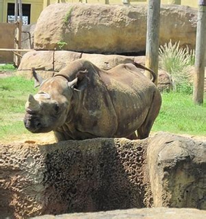 Snag That Dream Job: I wanna...work with rhinos!