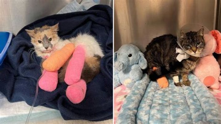 Zayn Offers to Pay for Abused Cat's Surgery